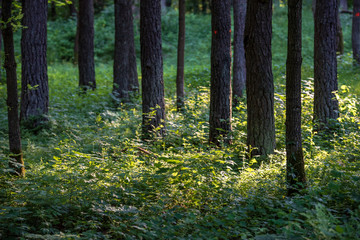 Fototapeta premium tree trunk wall in pine tree forest with green moss covered forest bed