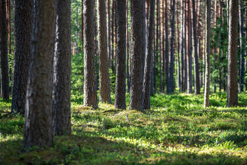 Obraz premium tree trunk wall in pine tree forest with green moss covered forest bed