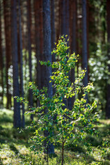 tree trunk wall in pine tree forest with green moss covered forest bed