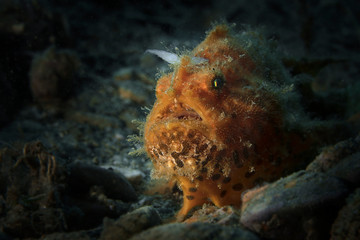 Frogfish. Underwater macro photography   from Ambon, Indonesia