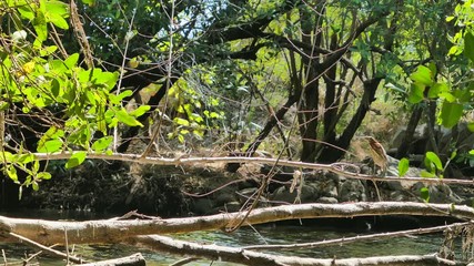 Oiseau (héron) chassant près de la rivière à Puerto Escondido, Oaxaca, Mexique.