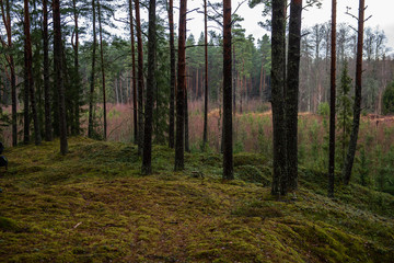 Fototapeta premium tree trunk wall in pine tree forest with green moss covered forest bed
