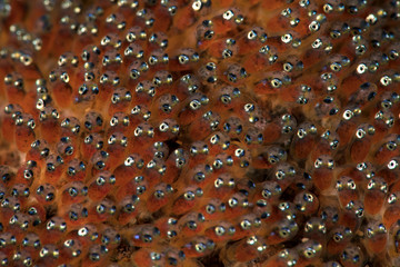 The next generation of anemone fish. Underwater macro photography from Anilao, Philippines