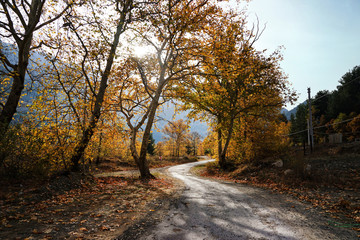 Landscape image of dirt country road with colorful autumn leaves and trees in forest of Mersin, Turkey