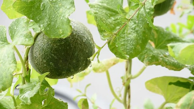 The melon growing on the tree , swinging in the wind and rain.
