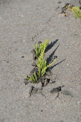 A strong plant shoots up trough a thick layer of asphalt