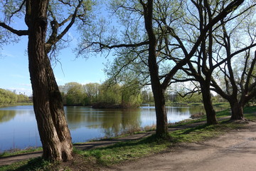 tree, nature, landscape, lake