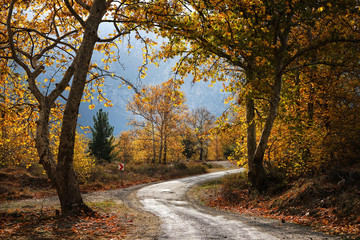 Landscape image of dirt country road with colorful autumn leaves and trees in forest of Mersin, Turkey