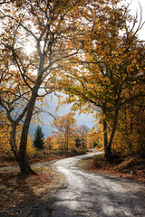 Naklejka na ściany i meble Landscape image of dirt country road with colorful autumn leaves and trees in forest of Mersin, Turkey