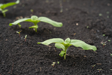 Sunflower seedling green small grew from ground on field