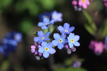 Forget-me-not in the spring garden