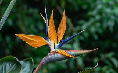 Bird of Paradise Flower