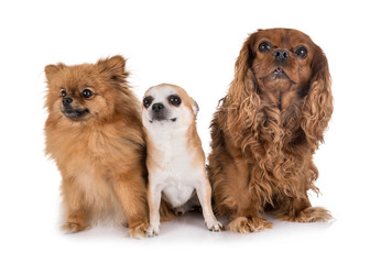 little dogs in studio