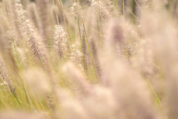 Fototapeta premium espiga4
