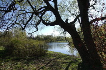 sky, spring, lake, trees