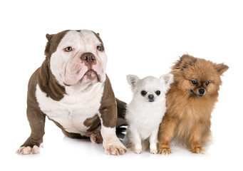 Obraz premium dogs in studio