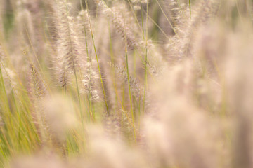 Obraz premium espiga3