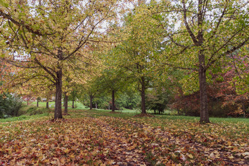 Autumn Colours, Trees and Liquid Ambers