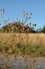 Gräser im Wind