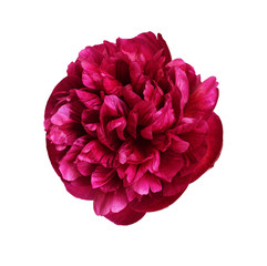Top view of red peony flower