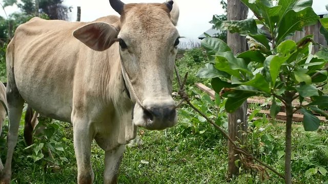 Cows in a Mondolkiri village in Cambodia