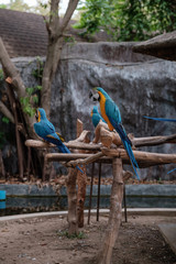 Obraz premium Blue and Yellow Macaw are Standing on a stick.