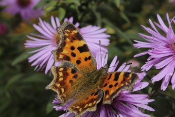 butterfly on a flower
