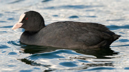 Common Coot floating on water