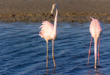 beautiful flamingos walking around the lagoon and looking for food