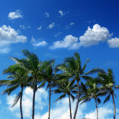Fototapeta na wymiar Group of close up tall coconut palm trees over sunny blue sky in Deerfield beach, Florida, USA