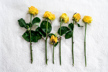 on a white background are yellow wilted roses in a bouquet