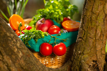 Fresh organic vegetables in wicker basket in the garden on a tree