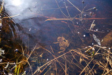 Toad warm spring sunny day on a forest lake.