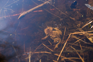 Toad warm spring sunny day on a forest lake.