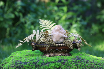 little brown bunny in a flower vase