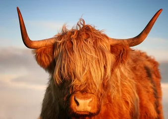 Papier Peint photo Highlander écossais Vache des Highlands écossais, Highlander, Ecosse