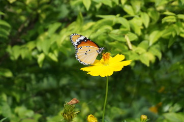 flower and butterfly