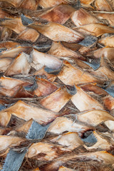The bark of a palm tree, close-up. Background.