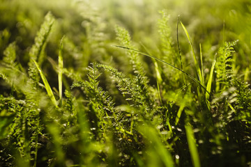 Grass in the rays of the backlight, close-up.