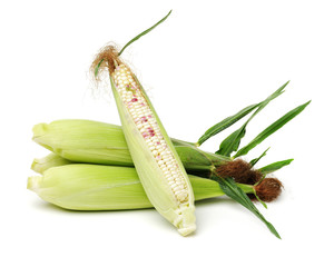 Corn on white background 