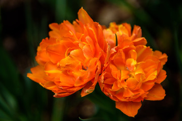 Terry tulips orange.