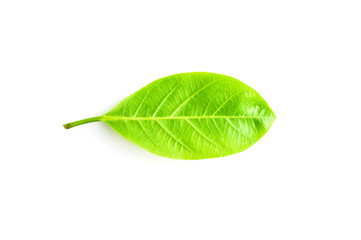 green leaf isolated on white background