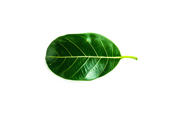 green leaf isolated on white background