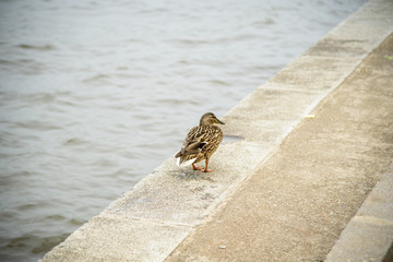 Wild duck on the waterfront in the Park of Moscow.