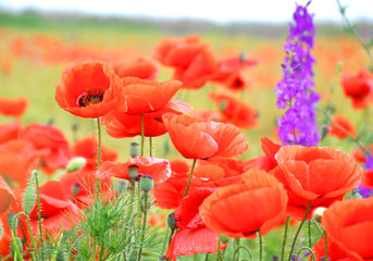 Naklejka premium Red poppies on a green field on a sunny day. Spring field of poppies. Red and purple flowers.