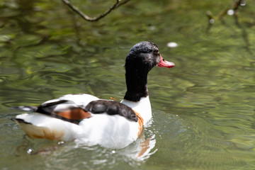 Bunte Ente nach dem Tauchen 