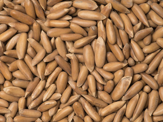 Pine nuts on white background