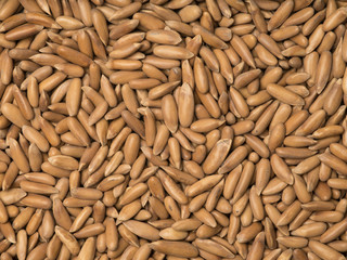 Pine nuts on white background