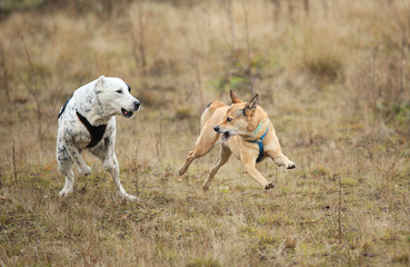 Two dogs running at camera. Mongrel and Central Asian Shepherd Dog outdoor