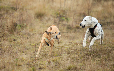 Obraz premium Two dogs running at camera. Mongrel and Central Asian Shepherd Dog outdoor